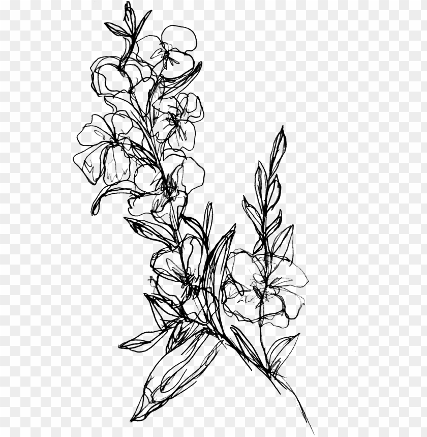 flower transparent drawing