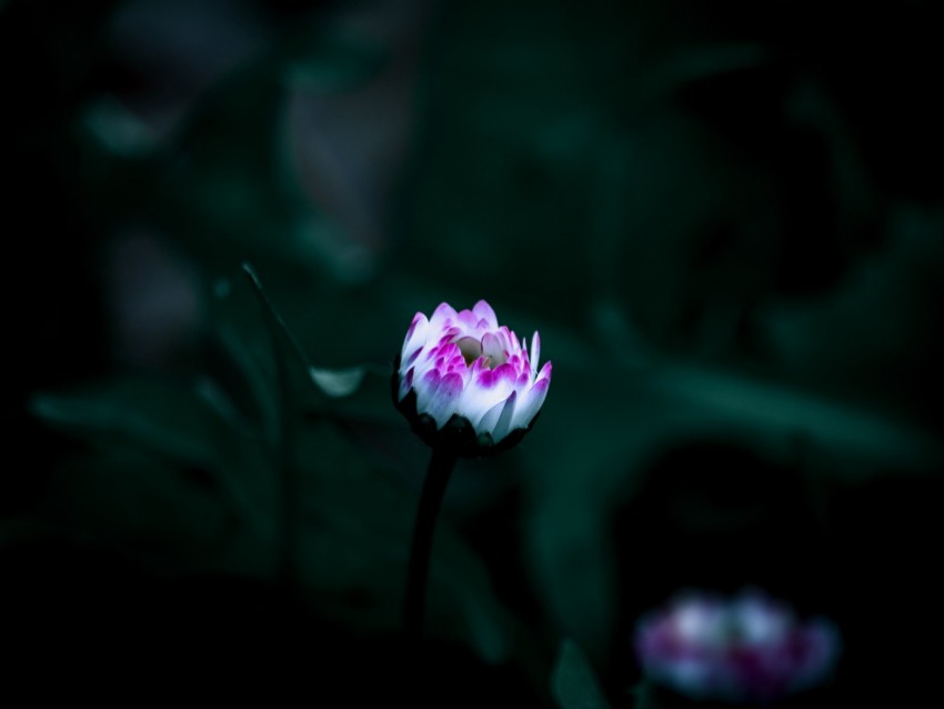 flower, bud, bloom, small, dark