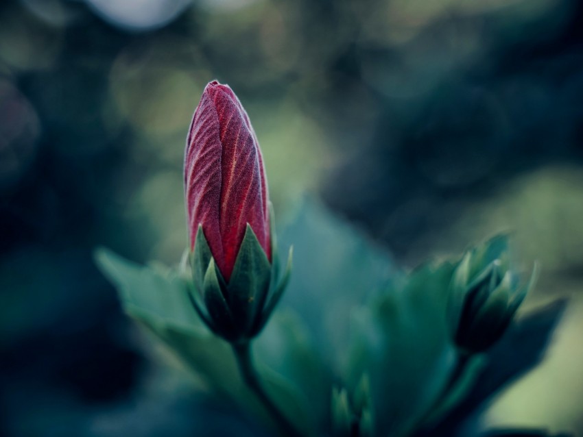flower, bud, blur, macro, plant