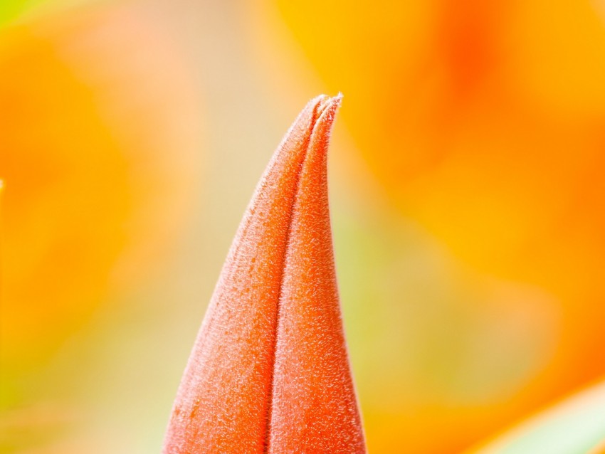 flower, bud, macro, orange