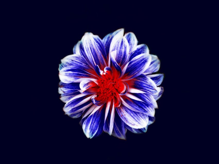 flower, bud, petals, purple, red