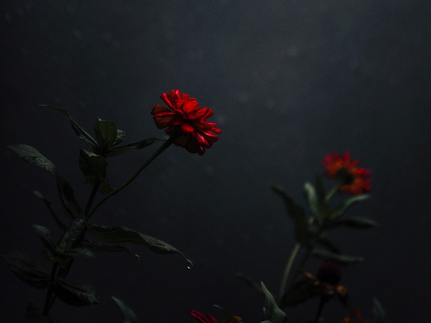 flower, bud, red, dark, stem