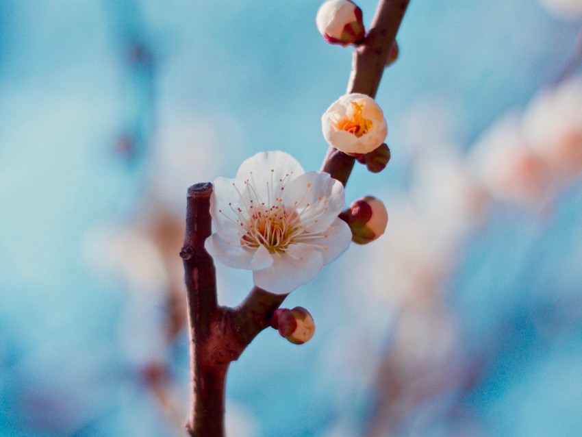 flower, buds, white, branch, cherry, sakura