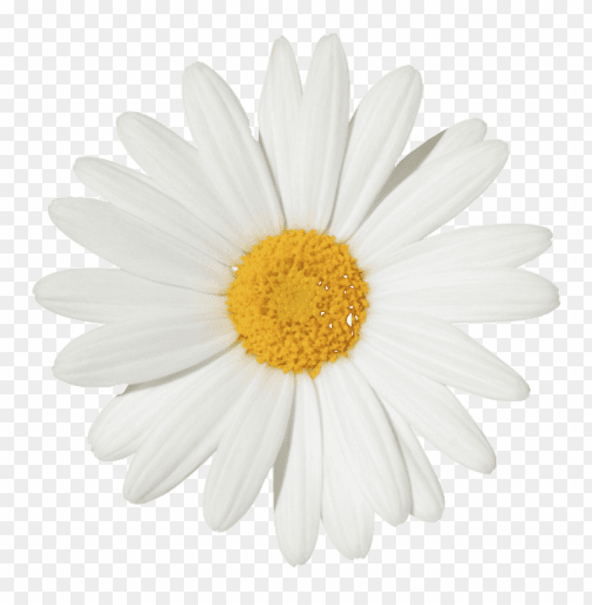 flower crown transparent overlay tumblr PNG transparent with Clear Background ID 113727
