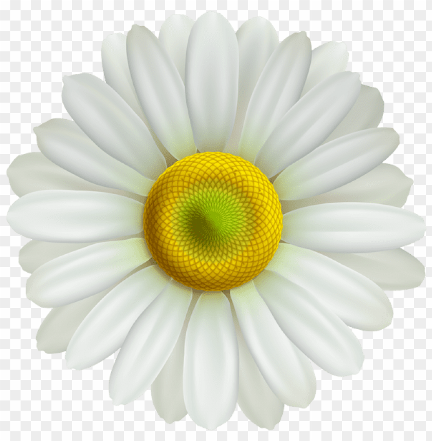 flower daisy transparent