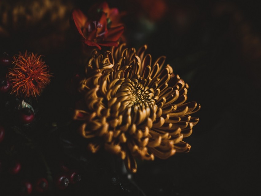 flower, dark, bouquet, petals