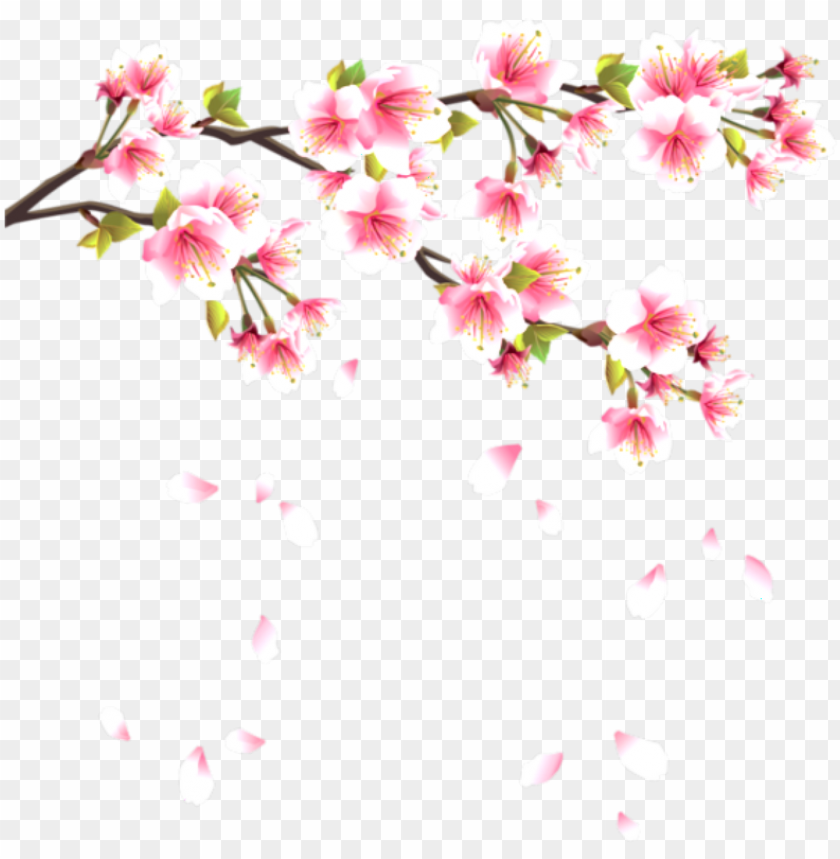 floral, petals, fruit, plants, japan, blossoms, spring