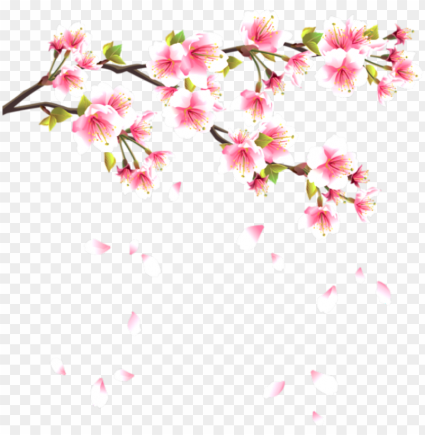 flower flowerpentals pentals pental falling pink japanese cherry blossom png image with transparent background toppng japanese cherry blossom png image with