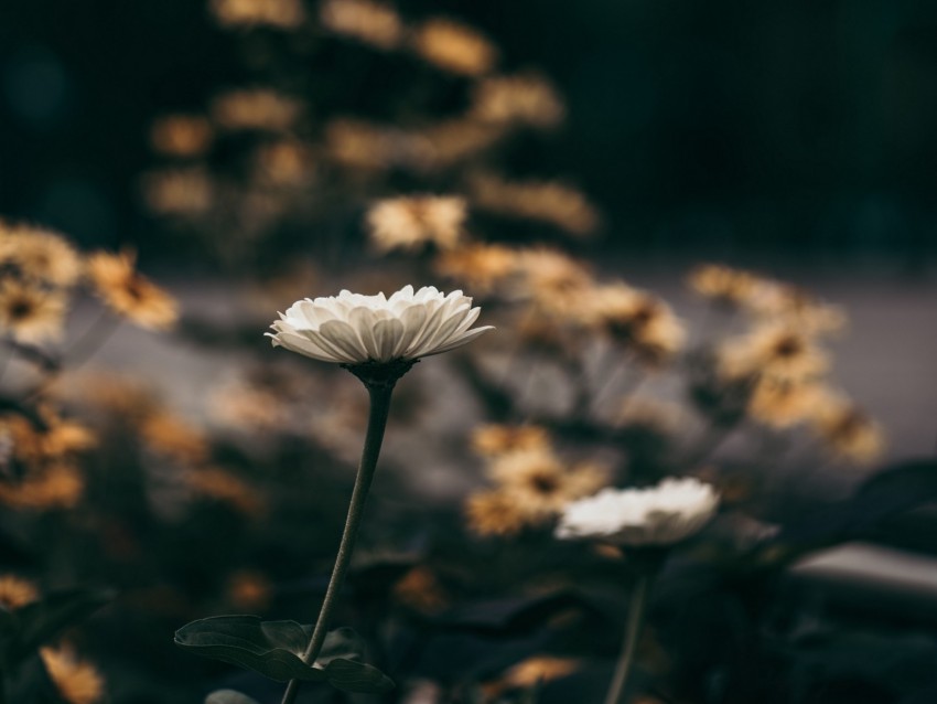 flower, flowers, white, bloom, blur