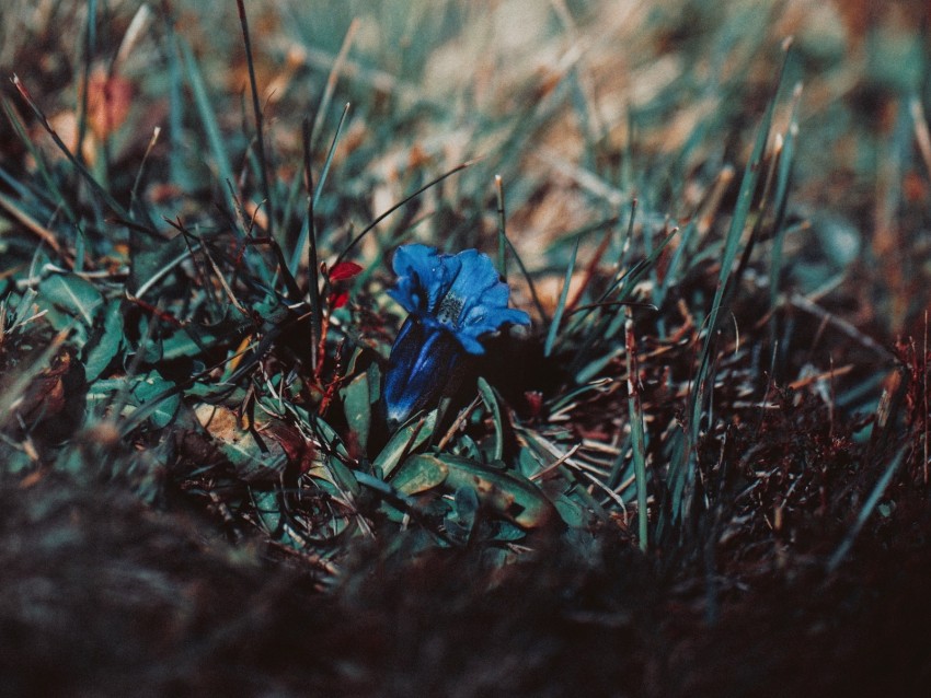 flower, grass, macro, blur, blue