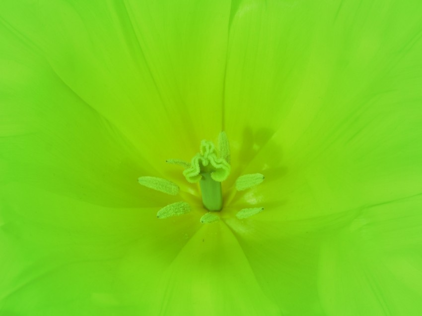 flower, green, bright, macro