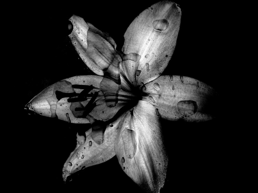 flower, lily, bw, dark, wet, drops