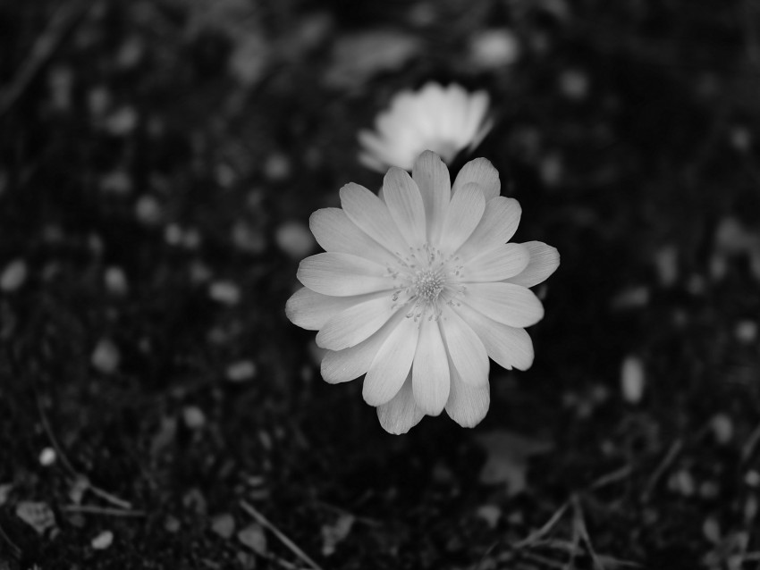 flower, macro, bw, bloom, white