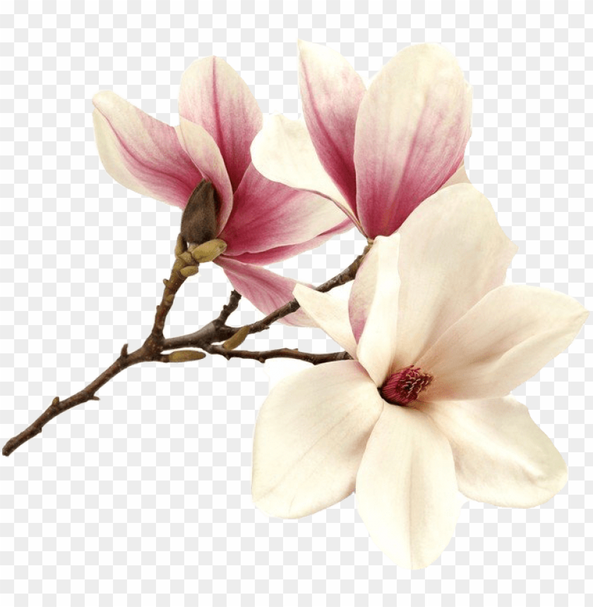 Free Free 237 Magnolia Flower Svg File Free SVG PNG EPS DXF File