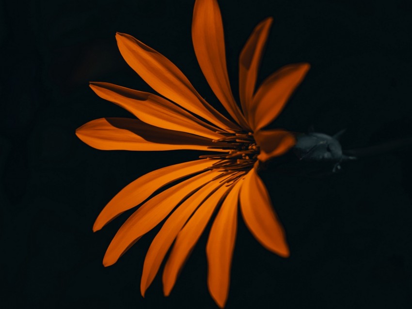flower, orange, dark, petals