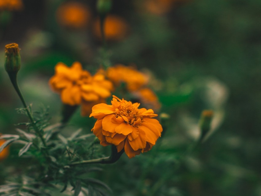 flower, orange, macro, blur, flower bed
