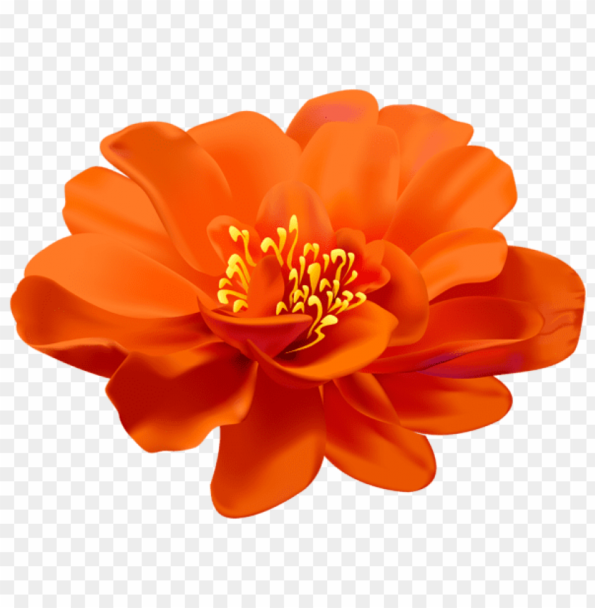 flower orange transparent