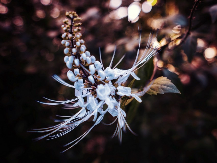 flower, petals, blur, macro, white