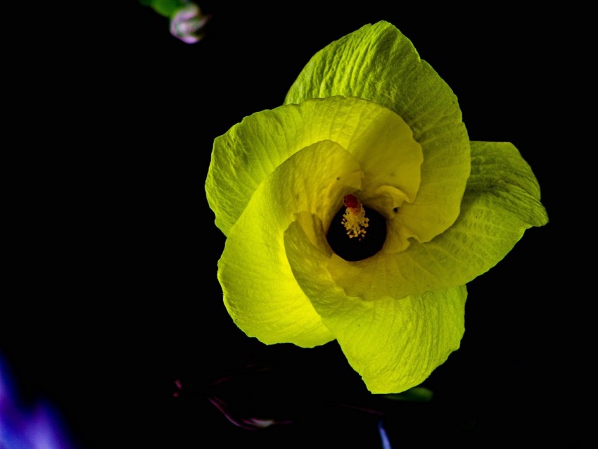 flower, petals, yellow, dark