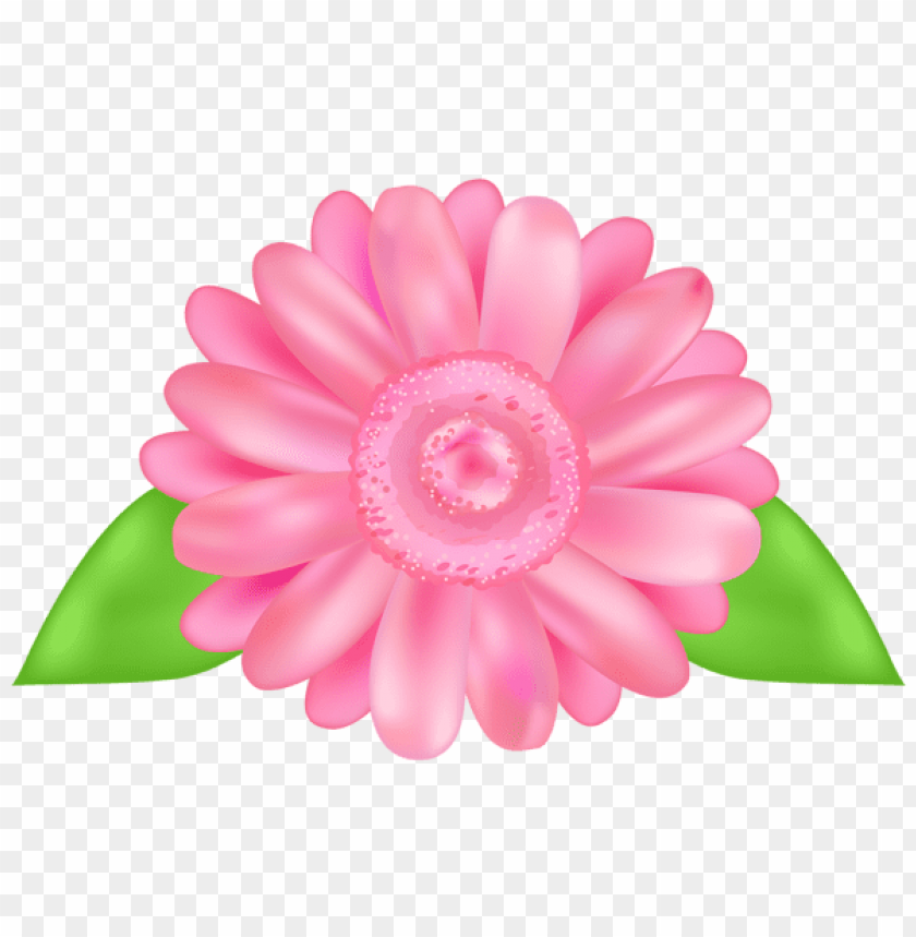 flower pink decorative transparent