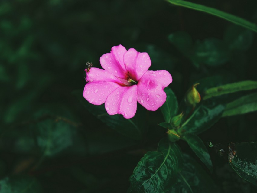 flower, pink, macro, drops, leaves