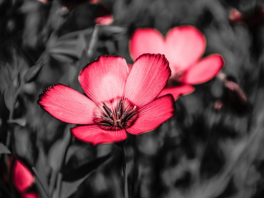 flower, pink, petals, contrast