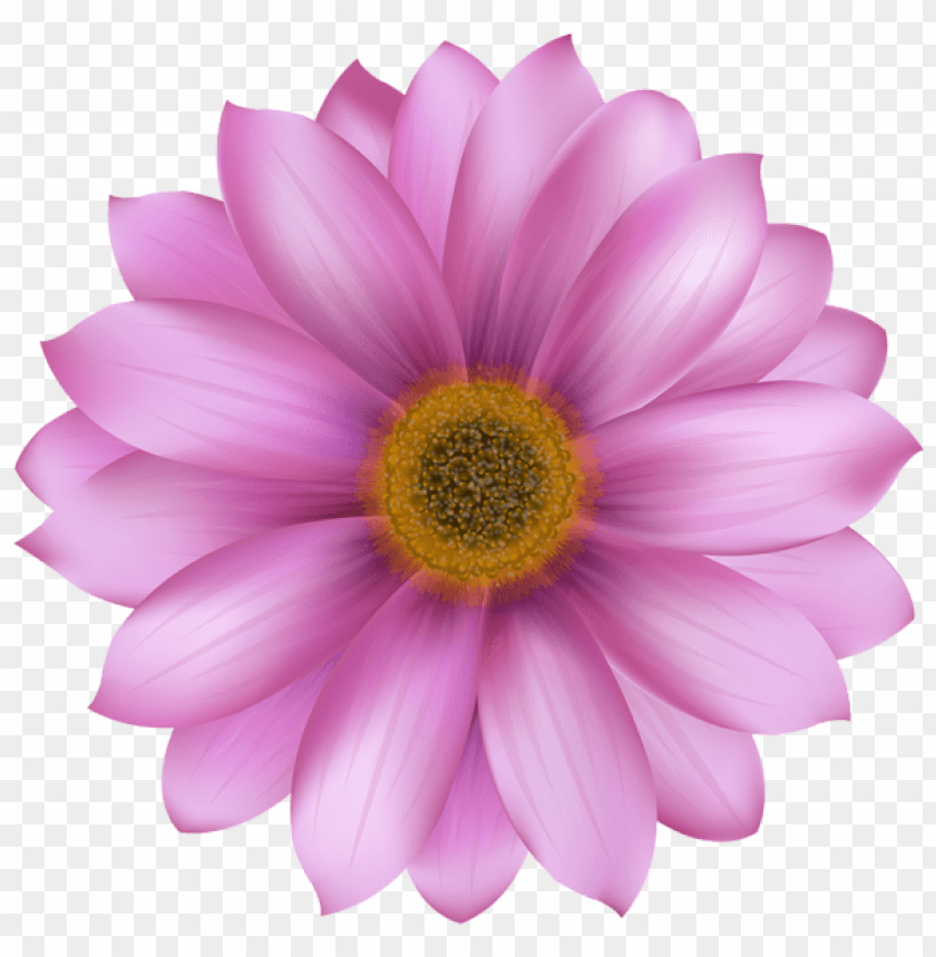 flower pink transparent