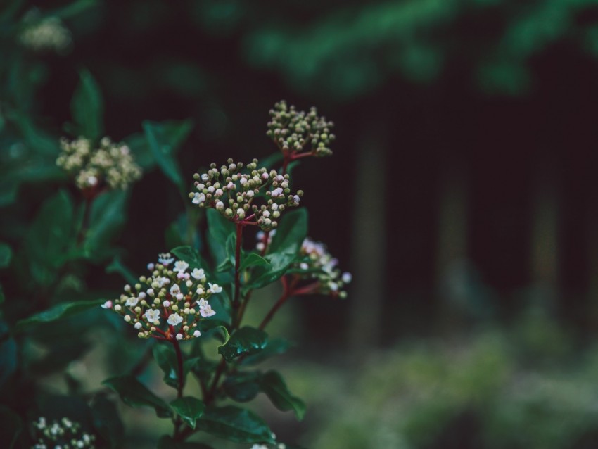 flower, plant, buds, white, green, blur, macro