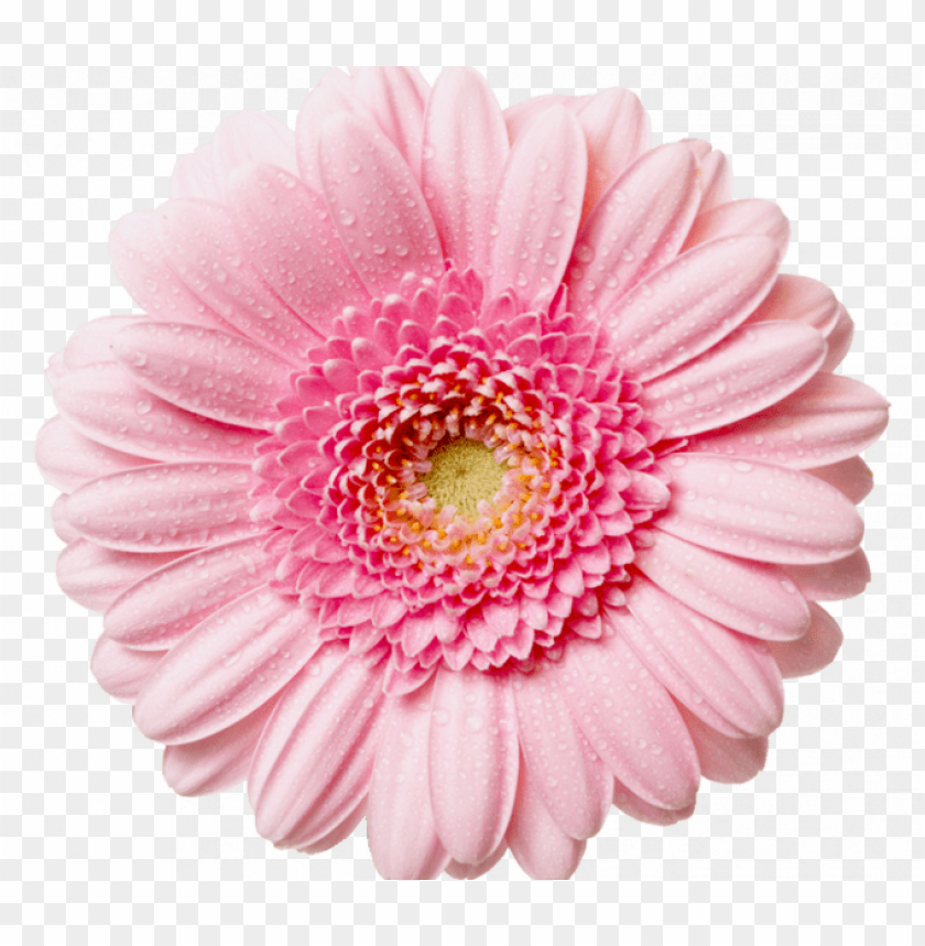 Flower PNG, Flower Transparent Background - FreeIconsPNG