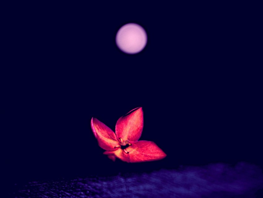 flower, red, dark, macro, blur