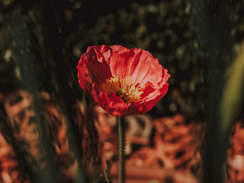 flower, red, petals, blur, macro