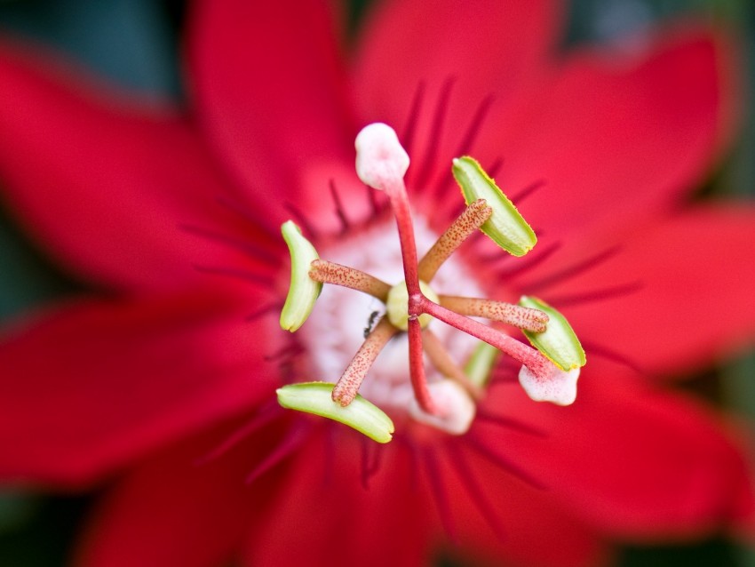 flower, red, stamen, macro, closeup