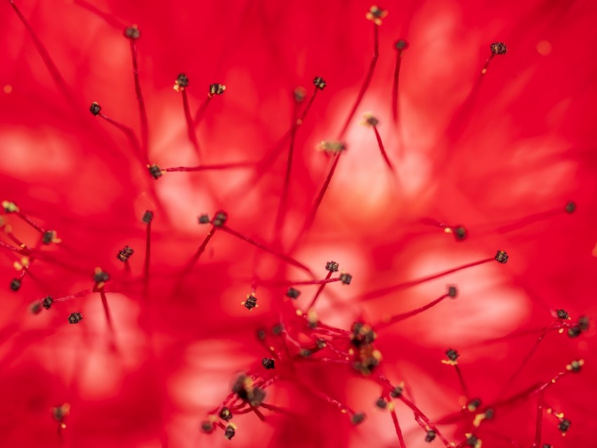 flower, stamens, anthers, macro, closeup, red