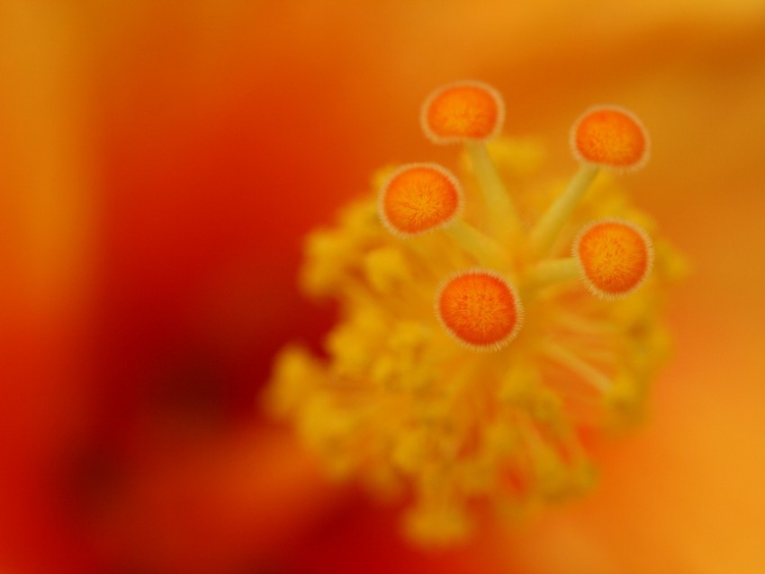 flower, stamens, macro, closeup, orange