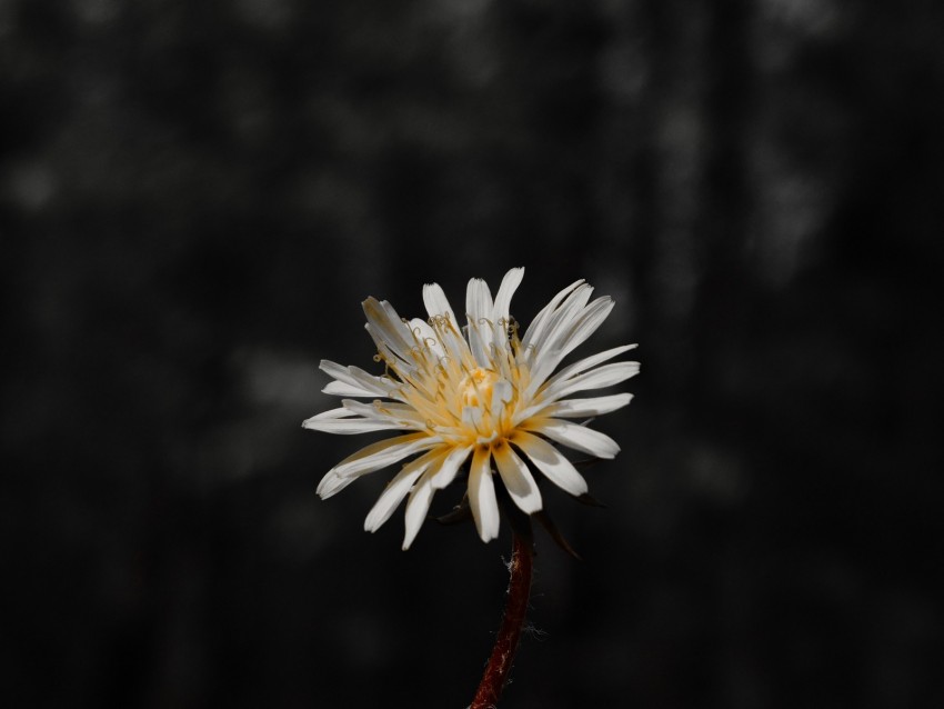 flower, white, bloom, closeup, plant