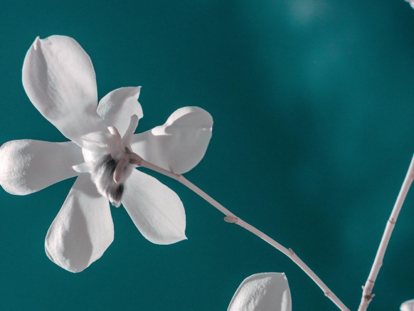 flower, white, branch, closeup, bloom