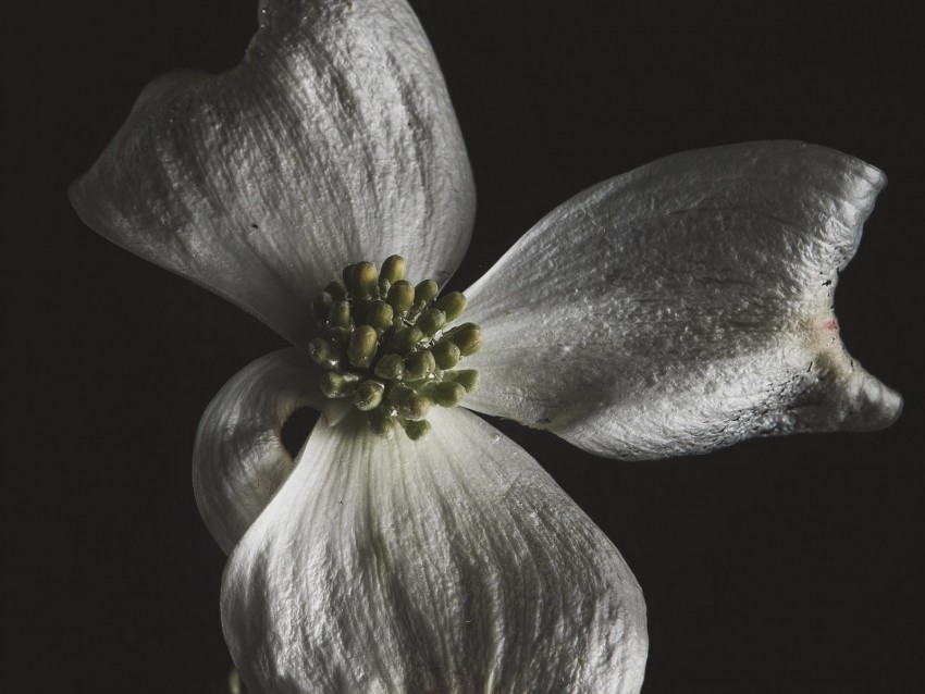 flower, white, macro, closeup, bloom