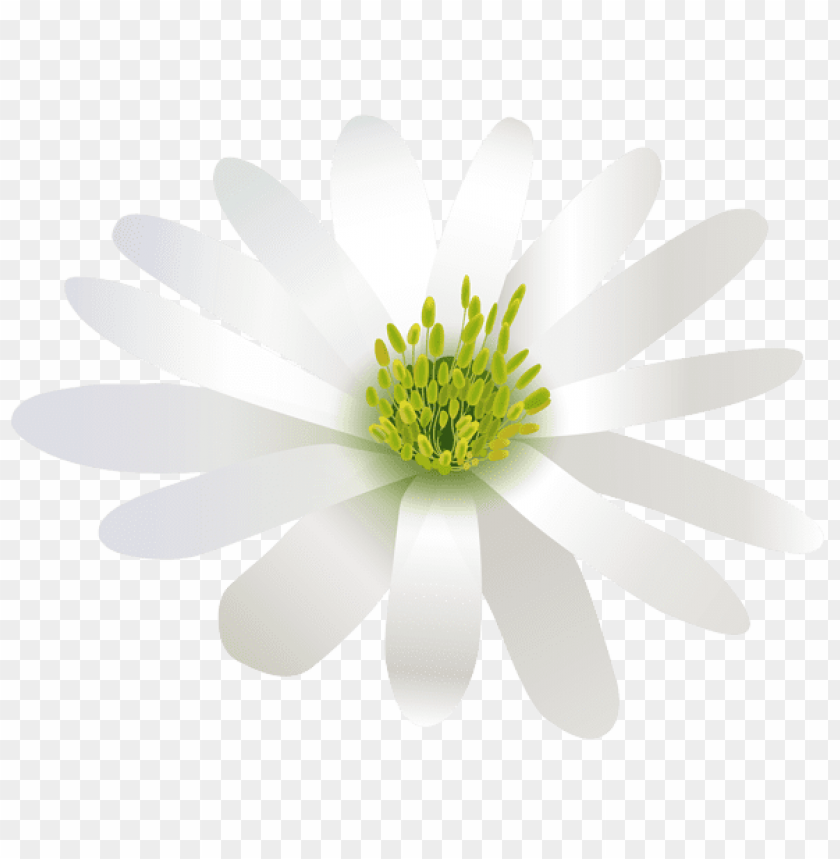flower white transparent