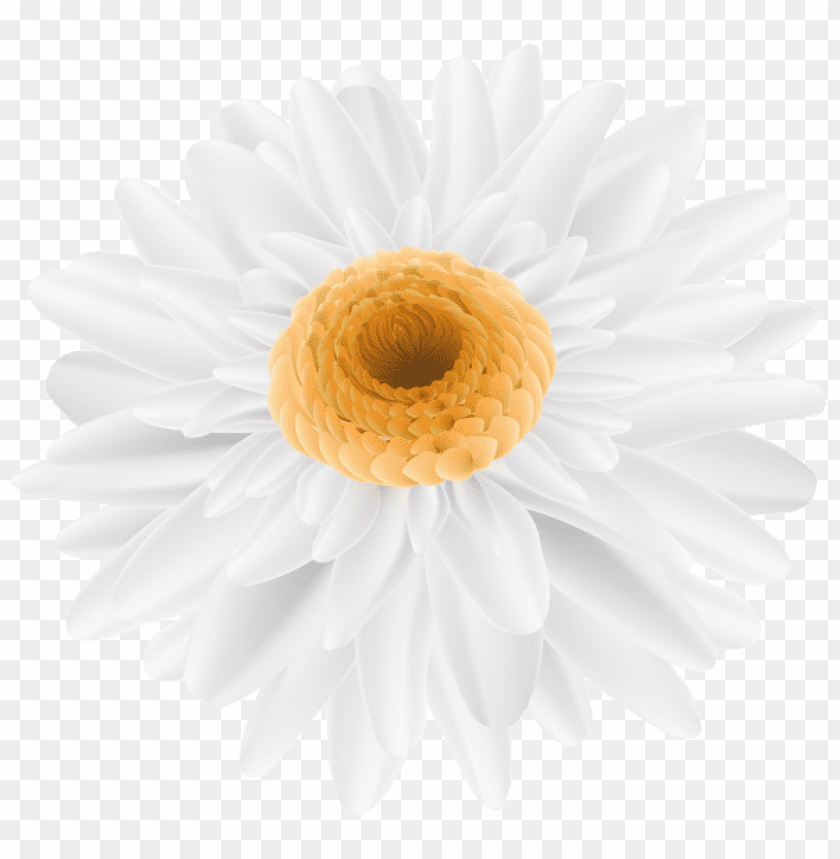 flower white transparent