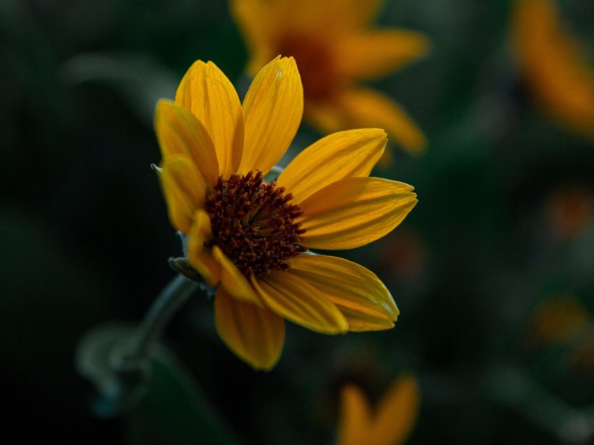 flower, yellow, bloom, plant, closeup