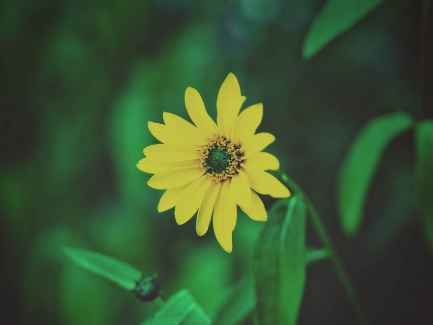 flower, yellow, blur, foliage, flowerbed