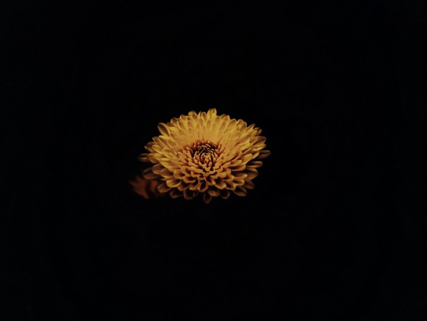 flower, yellow, dark, petals