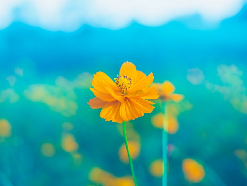 flower, yellow, delicate, blooms, petals, pistil, stem
