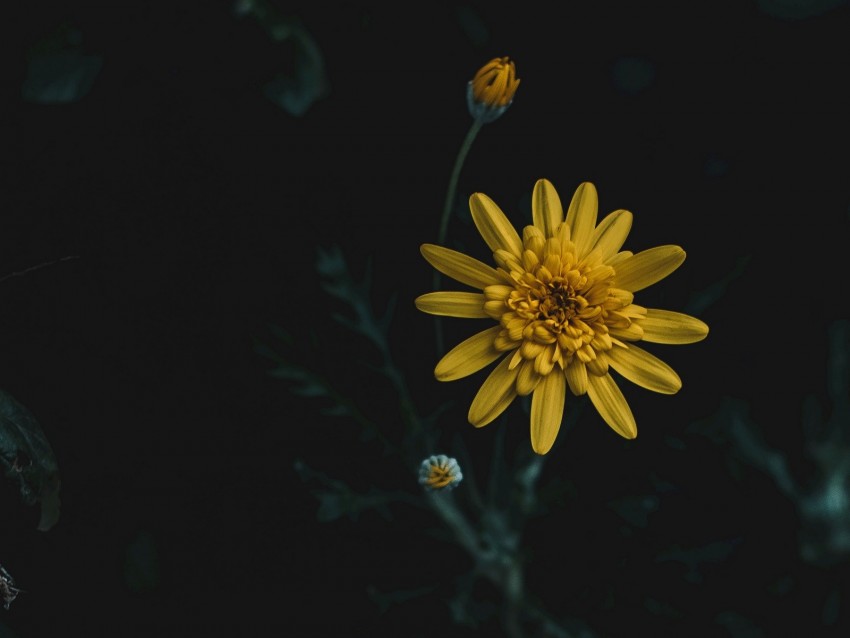 flower, yellow, macro, blur