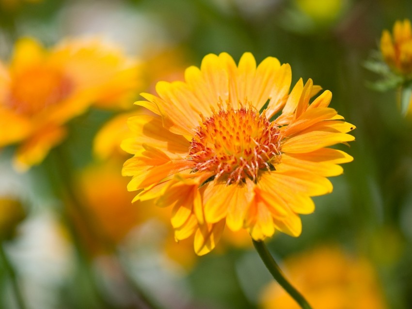 flower, yellow, macro, blur, flowerbed