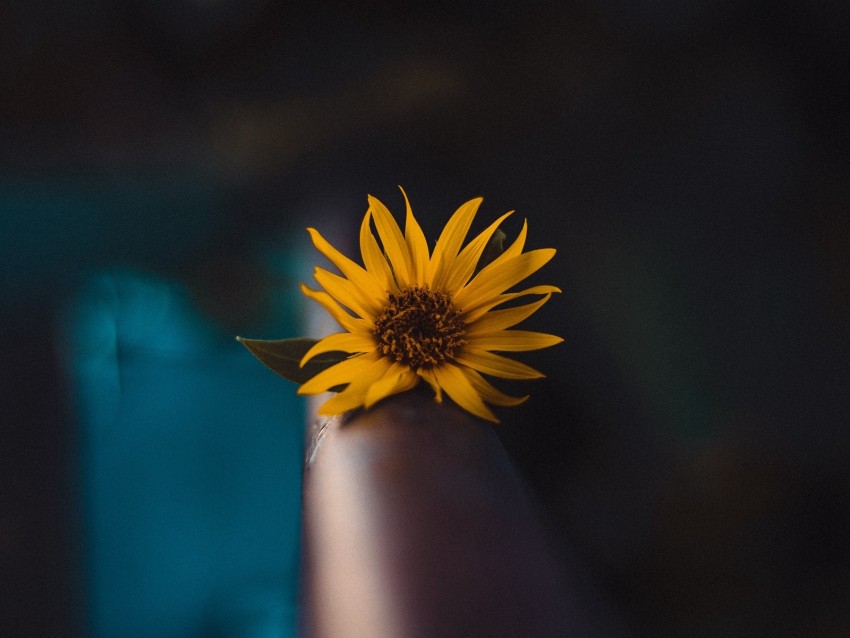 flower, yellow, macro, focus, blur