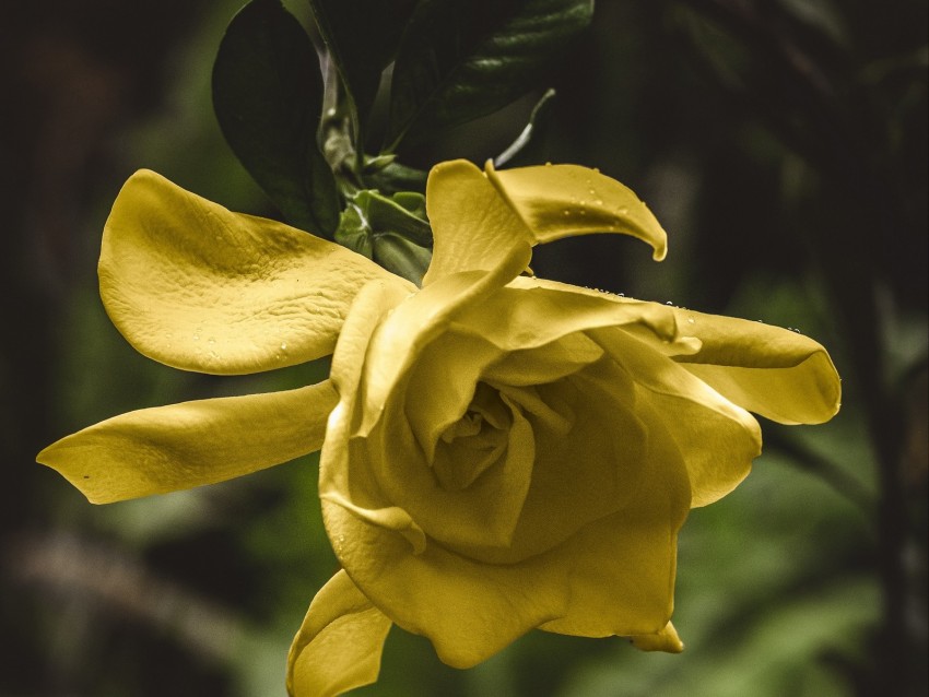 flower, yellow, macro, petals, bud