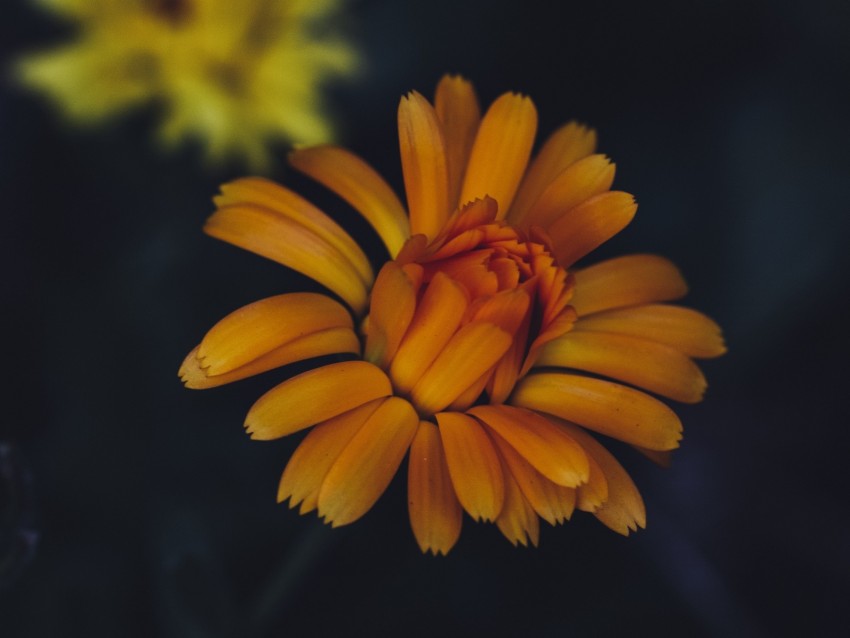 flower, yellow, petals, bloom
