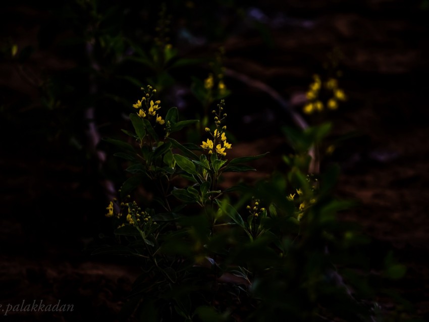 flower, yellow, plant, bloom, dark