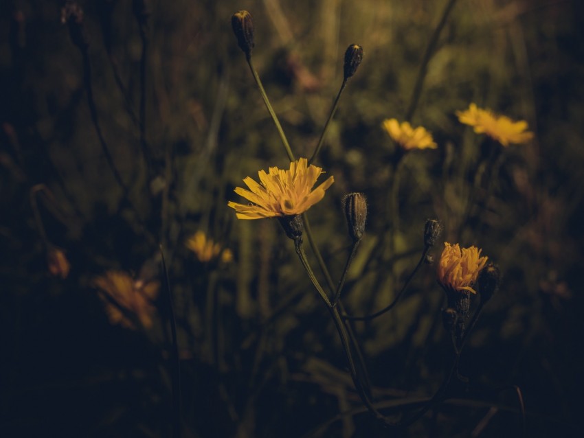 flower, yellow, plant, field, dark